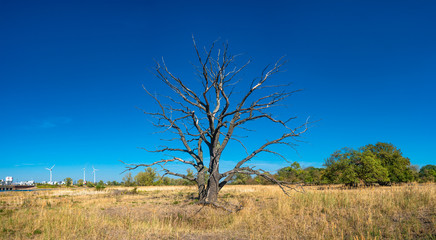 View of lonely dry lifeless tree at blue sky and wind turbines in background, Autumn