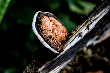 White fringed golden wood mushroom growing in the side of a tree at Phu Sing, Bueng Kan Thailand