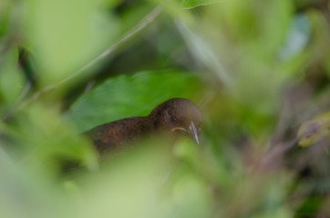 South Island saddleback (Philestumus carunculatus). Immature among the vegetation. Ulva Island. Rakiura National Park. New Zealand.