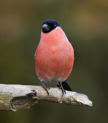 Bullfinch