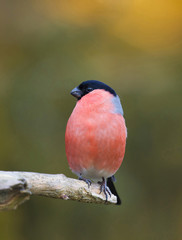 Bullfinch