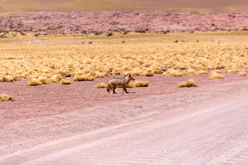 Animales en algún lugar del desierto de atacama en el norte de Chile