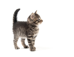 Cute tabby kitten with tail up on white