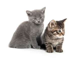 Tabby and gray kitten on white