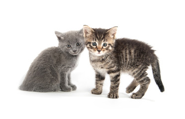 Fototapeta na wymiar Tabby and gray kitten on white