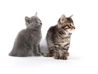 Tabby and gray kitten on white