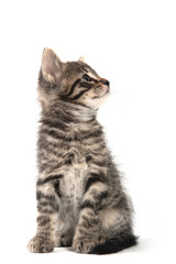 Naklejka premium Cute tabby kitten on white background