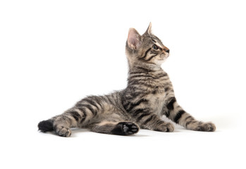Cute tabby kitten on white background
