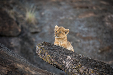 Lion cub on a rock