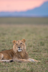 Male lion in Masai Mara Game Reserve