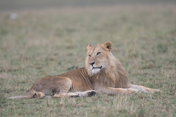 Male lion in Masai Mara Game Reserve