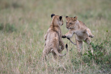 Two lion cube playing after feeding at a kill site in Masai Mara Game Reserve, Kenya