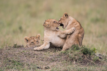 THree lion cubs playing