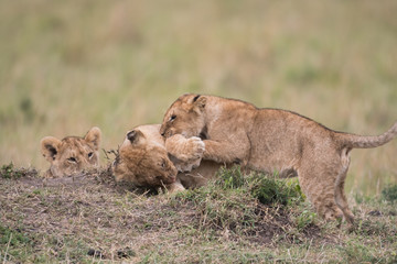 THree lion cubs playing