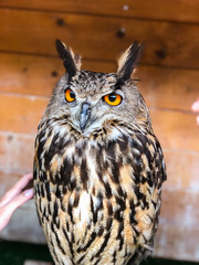 photo eagle owl  in the reserve