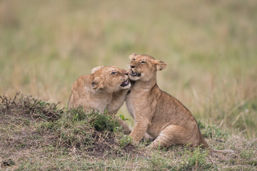 THree lion cubs playing