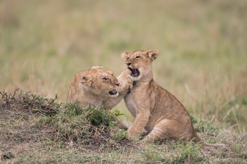 Obraz na płótnie Canvas THree lion cubs playing