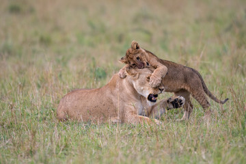 Lioness and cub playing
