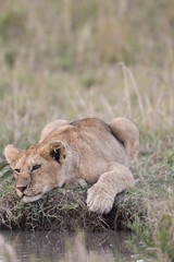 Fototapeta na wymiar Lion cub sitting by a water hole