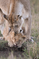 Fototapeta premium Female lion ion cub by a water hole