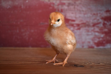 A chick on wood with a red barn board background