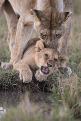 Female lion ion cub by a water hole