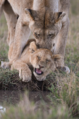 Female lion ion cub by a water hole