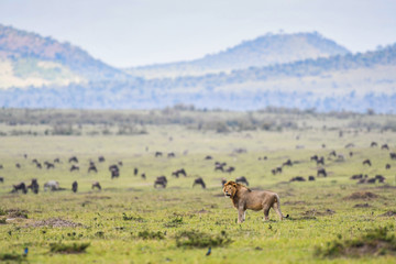 Naklejka na ściany i meble Male lion resting in a savannah in Masai Mara