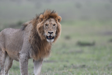 Male African lion in Masai Mara, Kenya