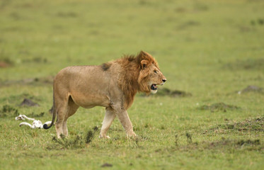 Fototapeta na wymiar Male African lion in Masai Mara, Kenya