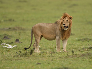 Male African lion in Masai Mara, Kenya