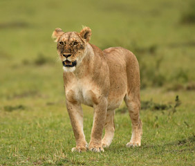Female lion in Masai Mara