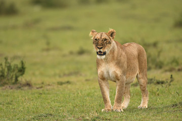 Fototapeta na wymiar Female lion in Masai Mara