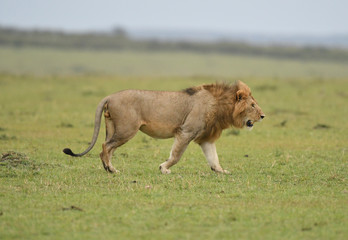 Male African lion in Masai Mara, Kenya