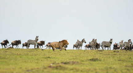 Lion in Masai Mara Game Reserve