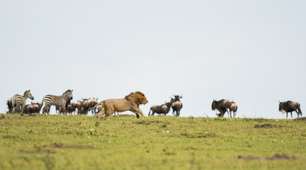 Lion in Masai Mara Game Reserve
