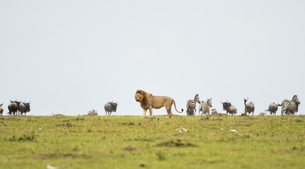 Obraz premium Lion in Masai Mara Game Reserve