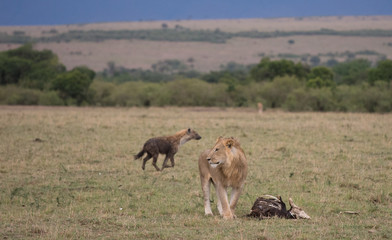 Naklejka na ściany i meble Hyenas running from lion