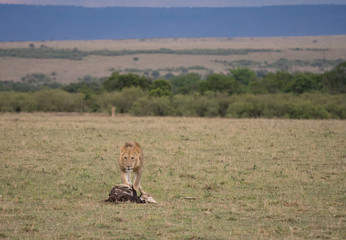 Hyenas running from lion