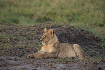 Naklejka na ściany i meble Lion cub sitting in Masai Mara Game Reserve, Kenya
