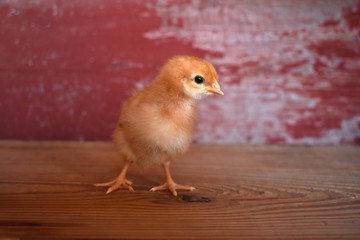 A chick on wood with a red barn board background