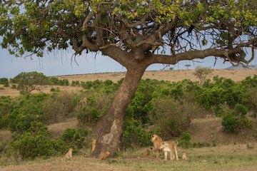 pride of lions in Masai Mara Game Reserve