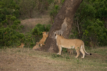 Naklejka premium pride of lions in Masai Mara Game Reserve
