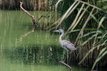 héron juvénile dans les phragmites 