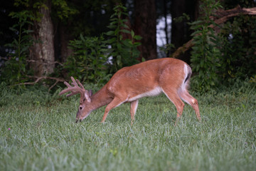 White-tailed deer buck with velvet antlers