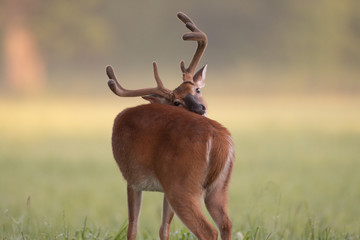 White-tailed deer buck with velvet antlers scratching