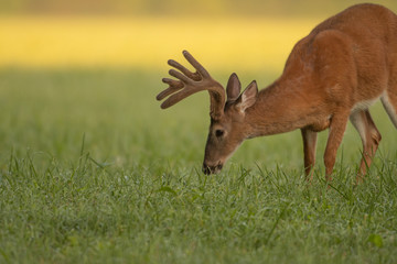 Fototapeta premium White-tailed deer buck with velvet antlers