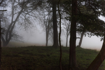 Fototapeta na wymiar The eerie hill in the forest is in the fog
