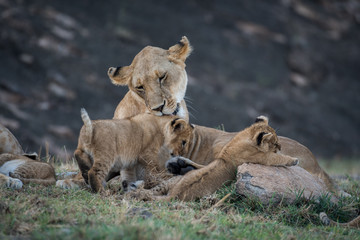 Fototapeta na wymiar Lioness licking its cub