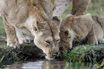 Fototapeta premium female lion getting a drink